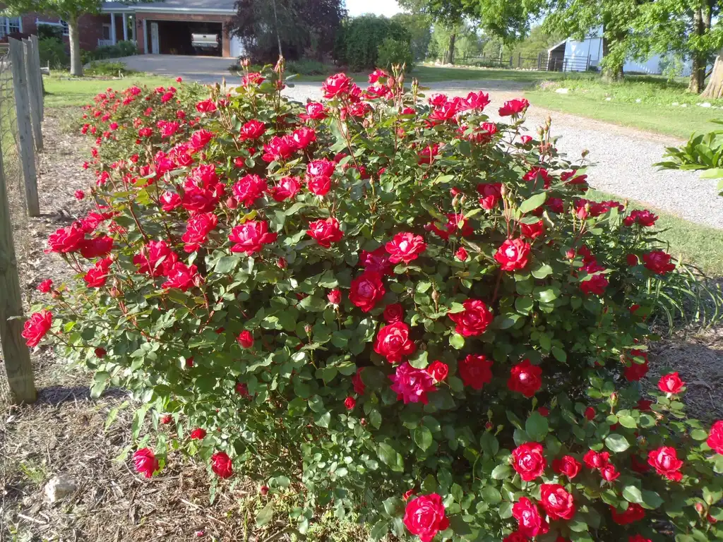 Photo of Rosa hybrida 'Radrazz' PP #11836 - Flower and Leaves:Jim Robbins