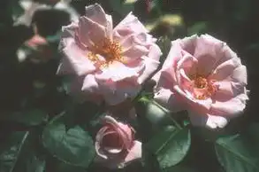 Photo of Rosa 'Inspiration' (Rosa 'Inspiration's)