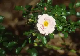 Photo of Rosa 'INTerdust' (Rosa 'INTerdust's)