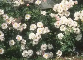 Photo of Rosa 'INTerlada' (Rosa 'INTerlada's)