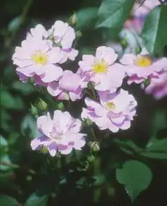 Foto de Rosa 'INTerlav' (Rosa 'INTerlav's)