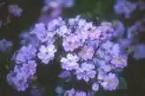 Foto de Rosa 'INTerlav' (Rosa 'INTerlav's)