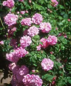 Photo of Rosa 'Ispahan' (Rosa 'Ispahan's)