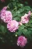 Photo of Rosa 'Ispahan' (Rosa 'Ispahan's)