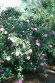 Photo of Rosa 'Ispahan' - :