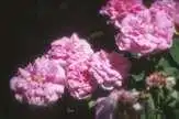 Photo of Rosa 'Ispahan' - :