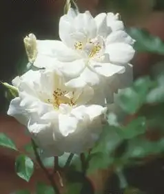 Фото Rosa 'JACarch' (Rosa 'JACarch's)