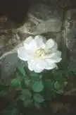 Фото Rosa 'JACarch' (Rosa 'JACarch's)