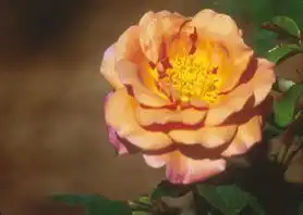 Foto de Rosa 'JACbow' (Rosa 'JACbow's)