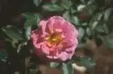 Foto de Rosa 'JACbow' (Rosa 'JACbow's)