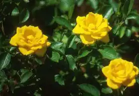Foto de Rosa 'JAChal' (Rosa 'JAChal's)