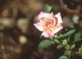 Фото Rosa 'JACpoy' (Rosa 'JACpoy's)