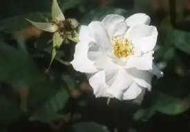 Photo of Rosa 'JACsnow' (Rosa 'JACsnow's)