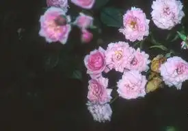Фото Rosa 'Jeanne Lajoie' (Rosa 'Jeanne Lajoie's)