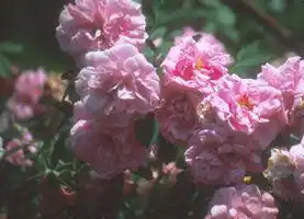 Фото Rosa 'John Davis' (Rosa 'John Davis's)