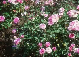 Photo of Rosa 'Judy Fischer' (Rosa 'Judy Fischer's)