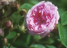 Photo of Rosa 'Juno' (Rosa 'Juno's)