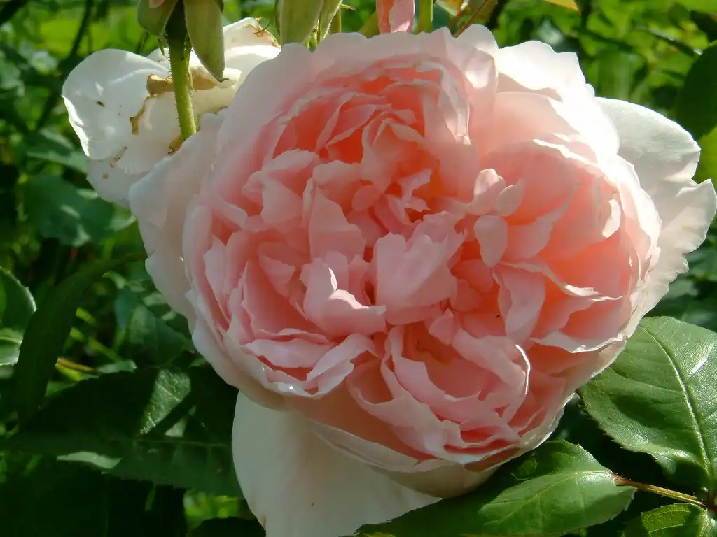 Photo of Rosa 'Katherine Morley' (Rosa 'Katherine Morley's)