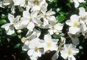 Foto de Rosa 'KORconta' (Rosa 'KORconta's)