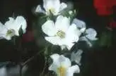 Foto de Rosa 'KORconta' (Rosa 'KORconta's)