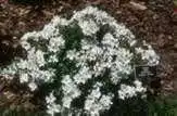 Foto de Rosa 'KORconta' - :