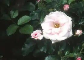 Foto de Rosa 'KORfullwind' (Rosa 'KORfullwind's)