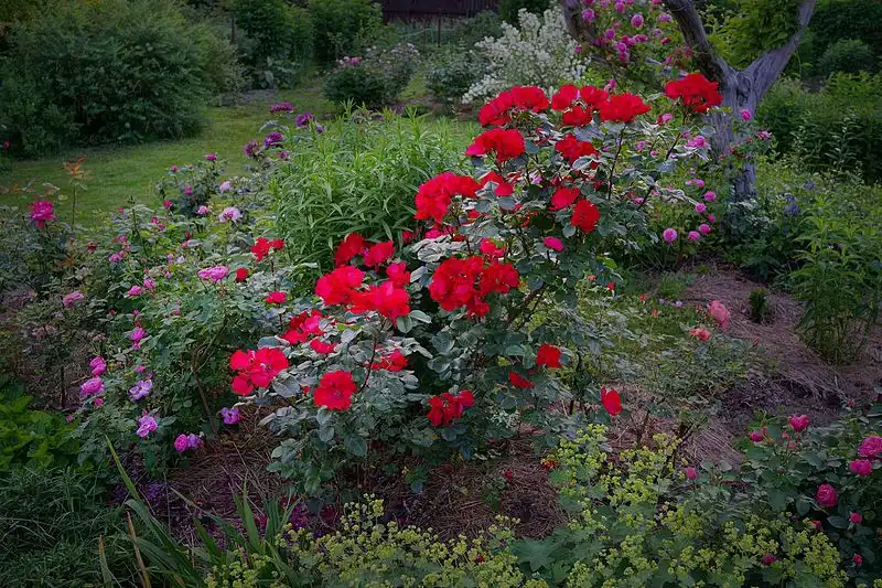 Foto de Rosa 'KORgosa' (Rosa 'KORgosa's)