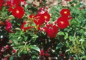 Foto de Rosa 'KORtemma' (Rosa 'KORtemma's)