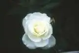 Foto de Rosa 'KORturek' (Rosa 'KORturek's)