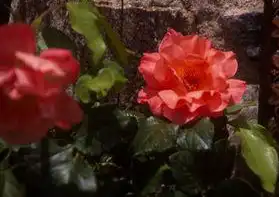 Foto de Rosa 'KORwest' (Rosa 'KORwest's)