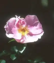 Foto de Rosa laevigata 'Anemone' (Rosa laevigata 'Anemone's)