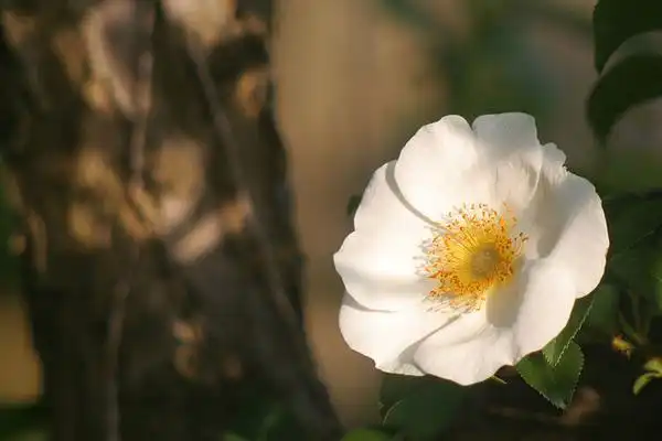 Photo of Rosa laevigata (Rosa laevigatas)