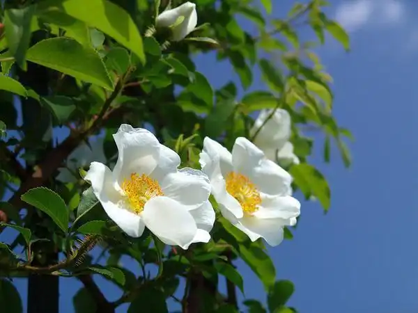 Photo of Rosa laevigata (Rosa laevigatas)