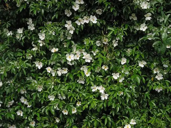 Photo of Rosa laevigata - Rosa laevigata:UBC Botanical Garden