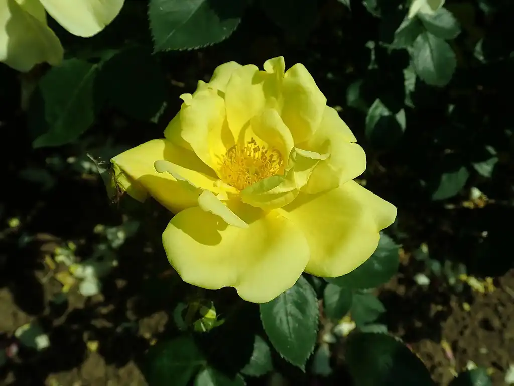 Foto de Rosa 'Lawrence Johnston' (Rosa 'Lawrence Johnston's)