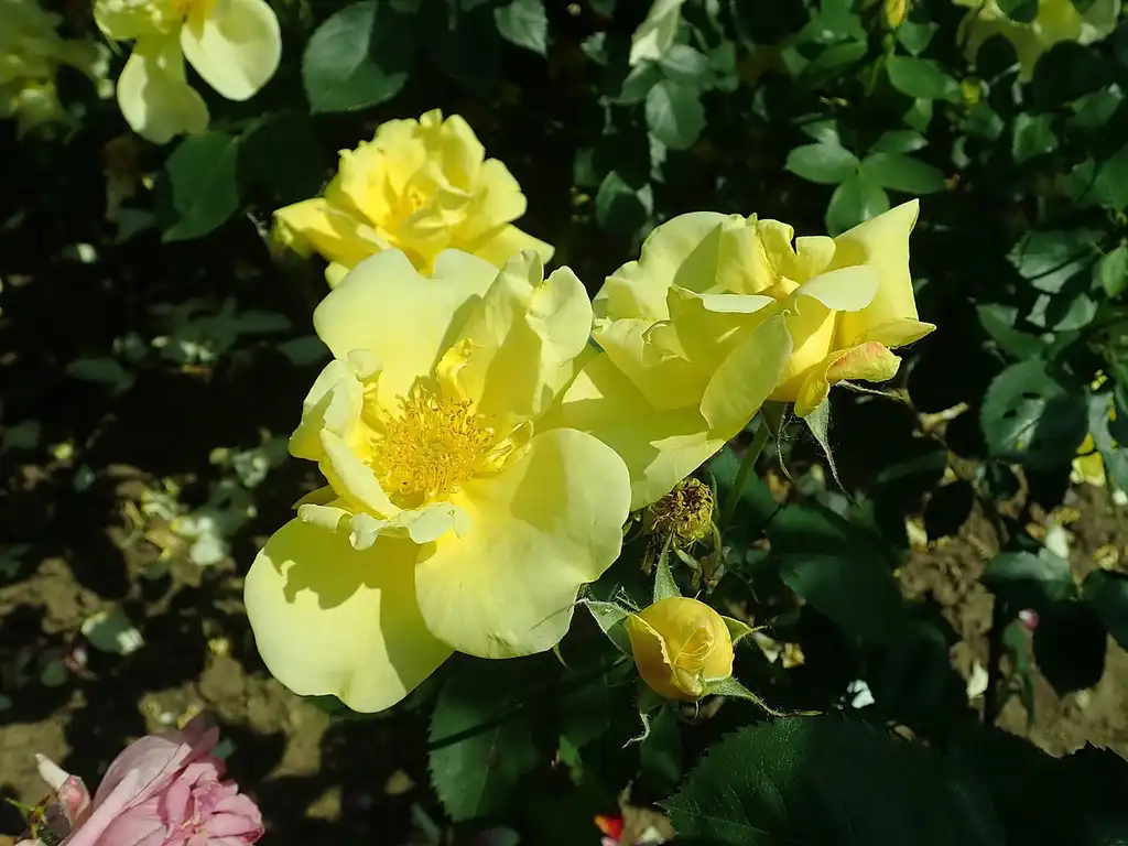 Foto de Rosa 'Lawrence Johnston' (Rosa 'Lawrence Johnston's)
