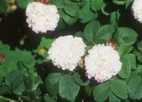 Photo of Rosa 'Leda' (Rosa 'Leda's)