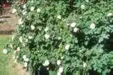 Photo of Rosa 'Leda' (Rosa 'Leda's)