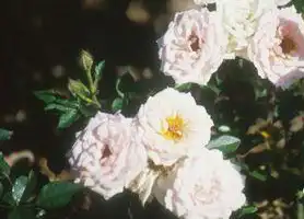 Фото Rosa 'Loving Touch' (Rosa 'Loving Touch's)
