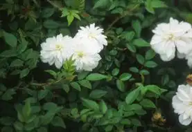 Фото Rosa 'MACcarpe' (Rosa 'MACcarpe's)