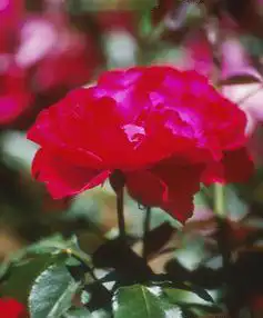 Фото Rosa 'MACdub' (Rosa 'MACdub's)