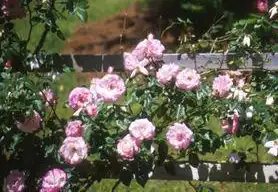 Фото Rosa 'MACha' (Rosa 'MACha's)