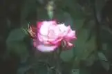 Фото Rosa 'MACha' (Rosa 'MACha's)