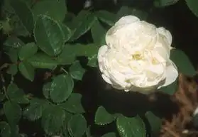 Фото Rosa 'Madame Hardy' (Rosa 'Madame Hardy's)
