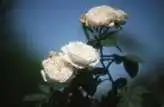 Фото Rosa 'Madame Hardy' (Rosa 'Madame Hardy's)