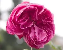 Фото Rosa 'Madame Isaac Pereire' (Rosa 'Madame Isaac Pereire's)