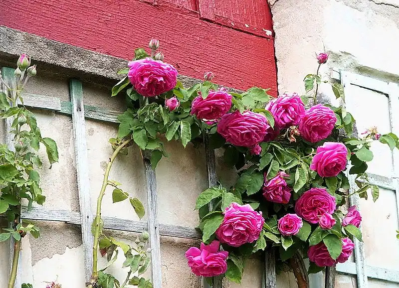 Фото Rosa 'Madame Isaac Pereire' (Rosa 'Madame Isaac Pereire's)