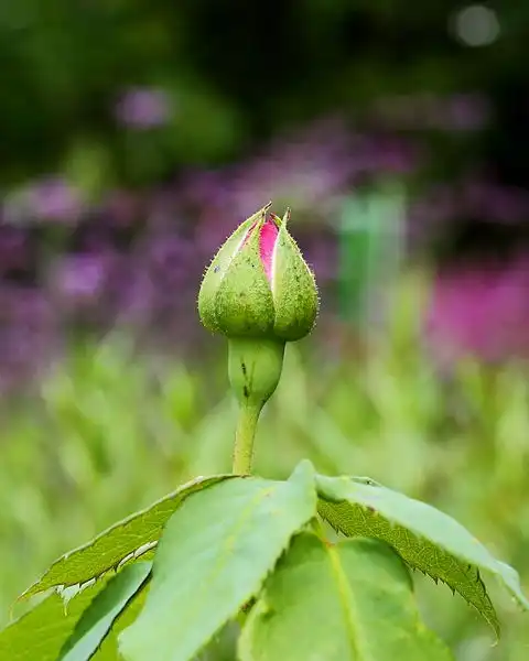 Фото Rosa 'Madame Isaac Pereire' - Flower Bud:Dominicus Johannes Bergsma