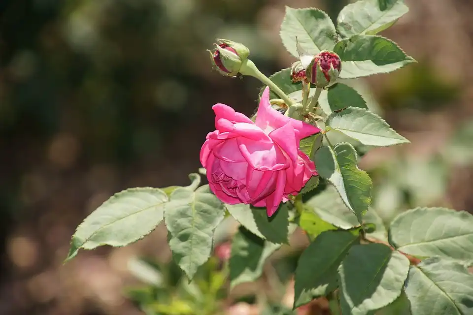 Фото Rosa 'Madame Isaac Pereire' - Foliage:Pixabay