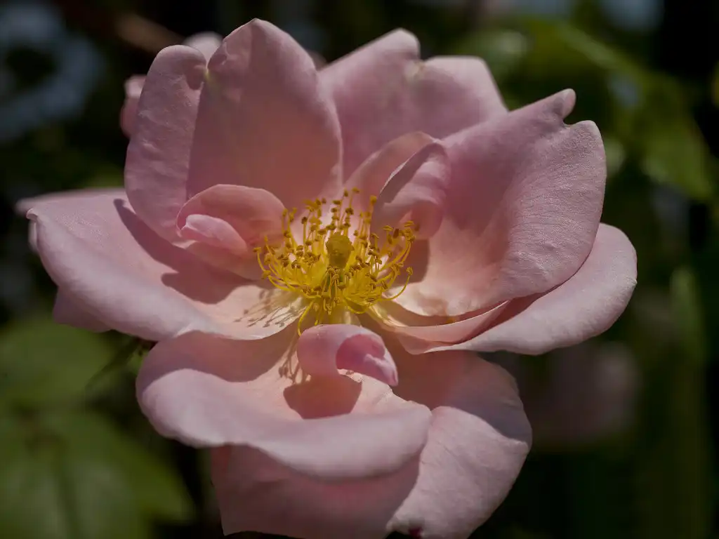 Foto de Rosa 'Mary Wallace' (Rosa 'Mary Wallace's)
